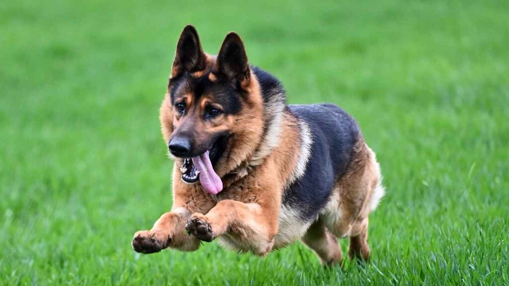 German-Shepherd