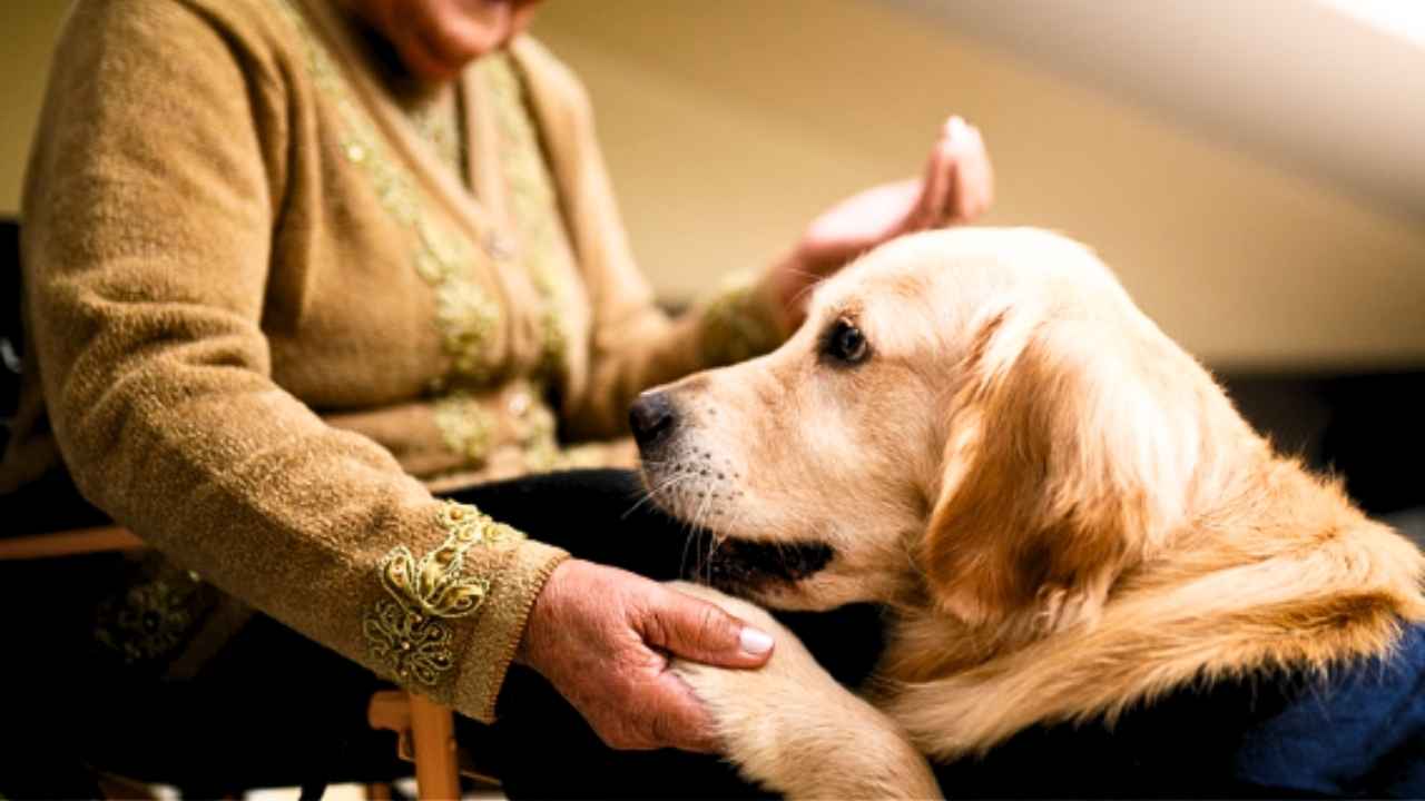 Therapy Dogs