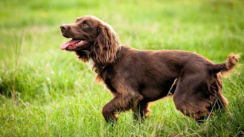 Field Spaniel