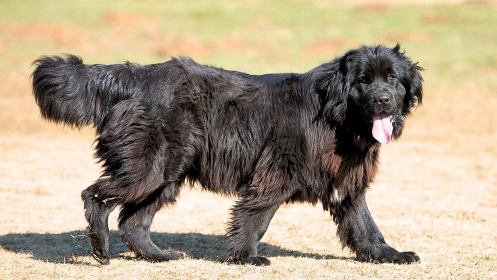 Newfoundlands