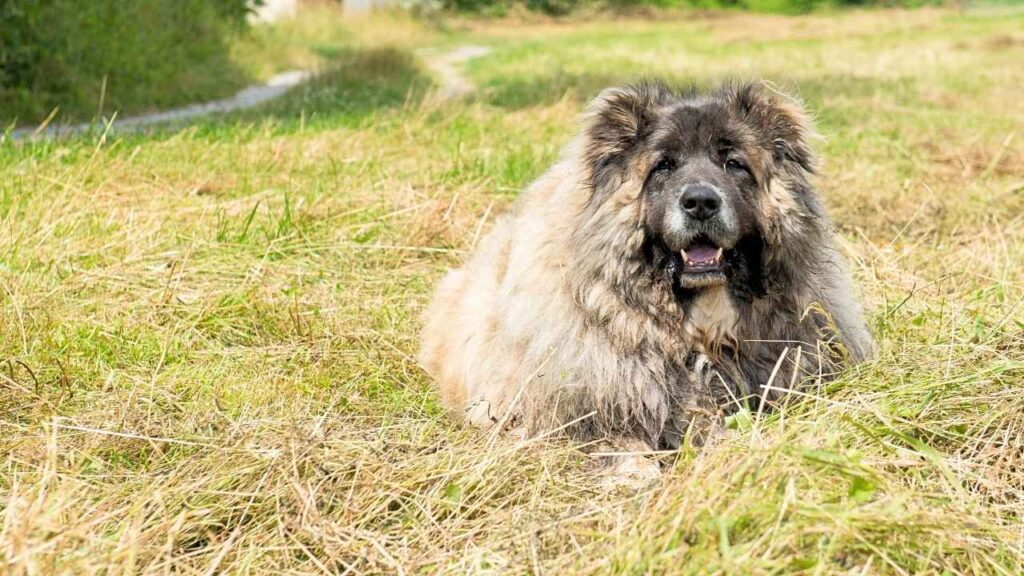 Caucasian Shepherd Dog