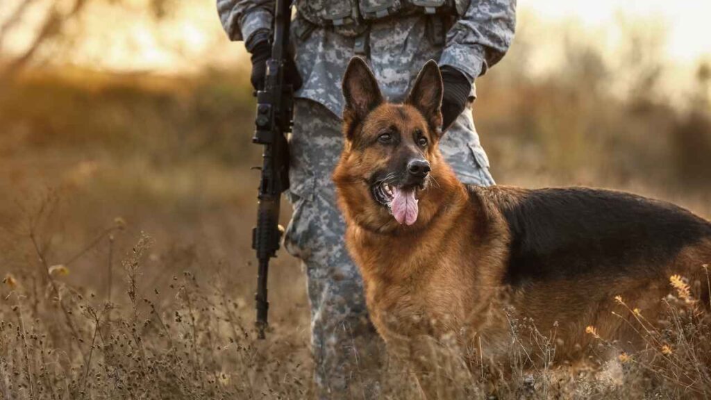 Military Working Dogs