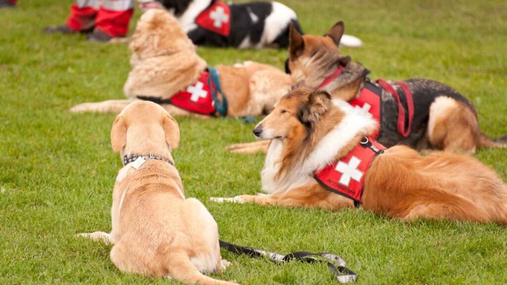 Search-and-Rescue Dogs