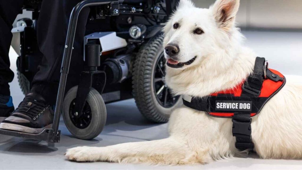 Service Dogs