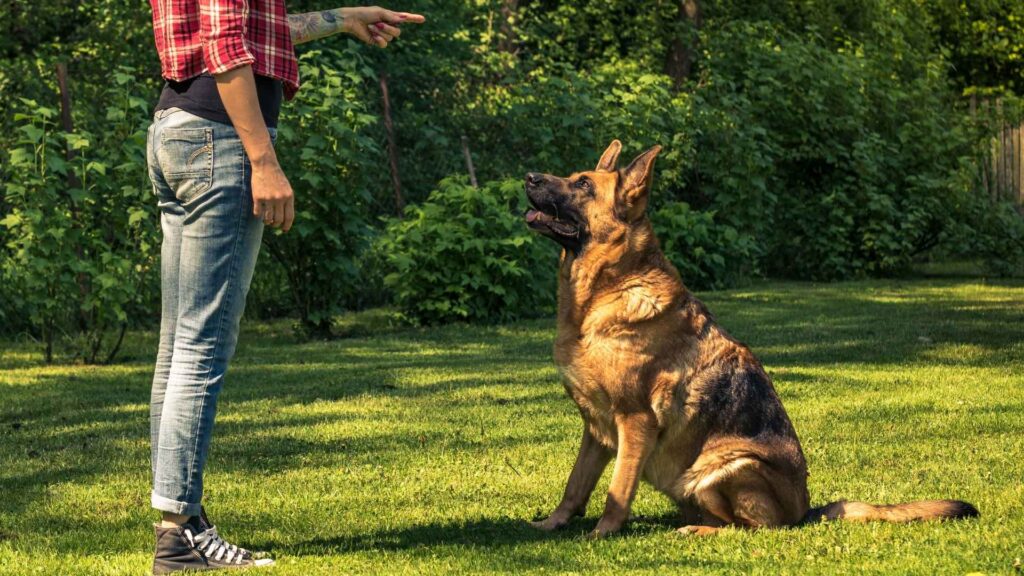 German Shepherd Obedience Training Basics