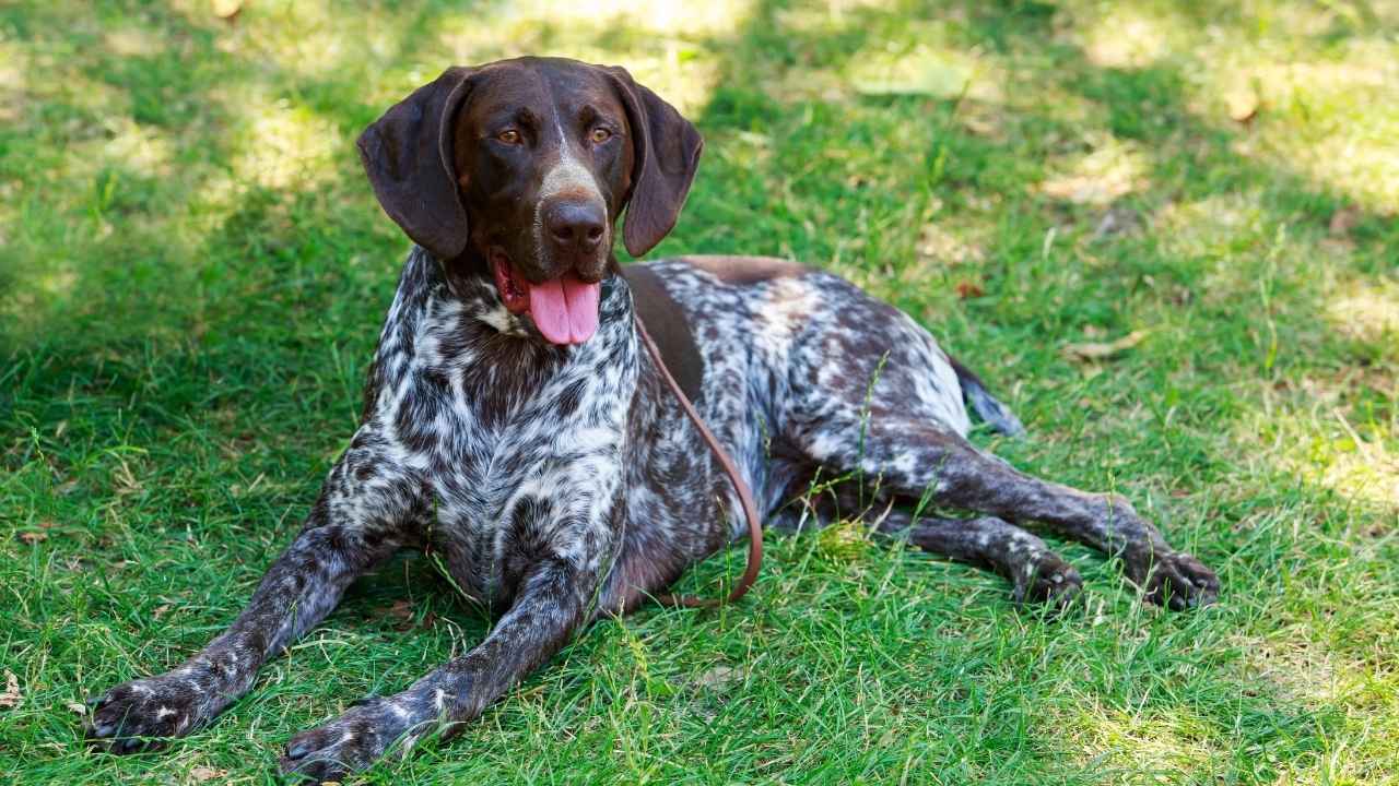 German Shorthaired Pointer