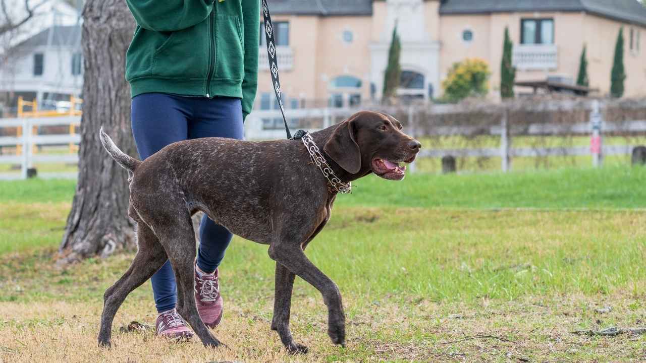 German Shorthaired Pointer