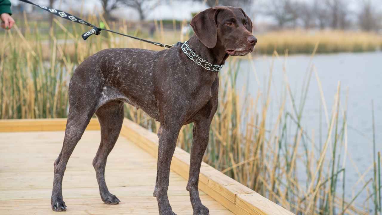 German Shorthaired Pointer