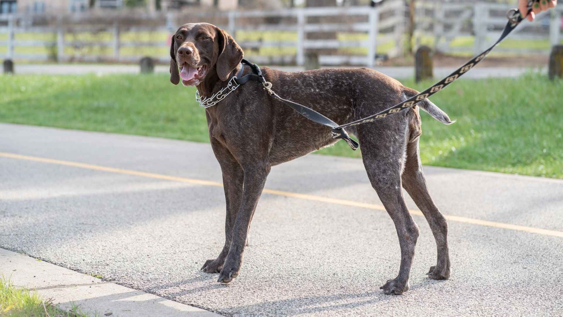 German Shorthaired Pointer