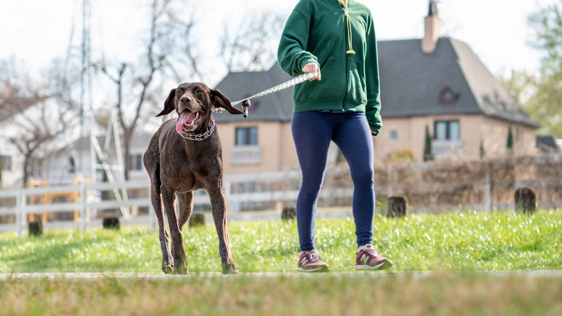 German Shorthaired Pointer