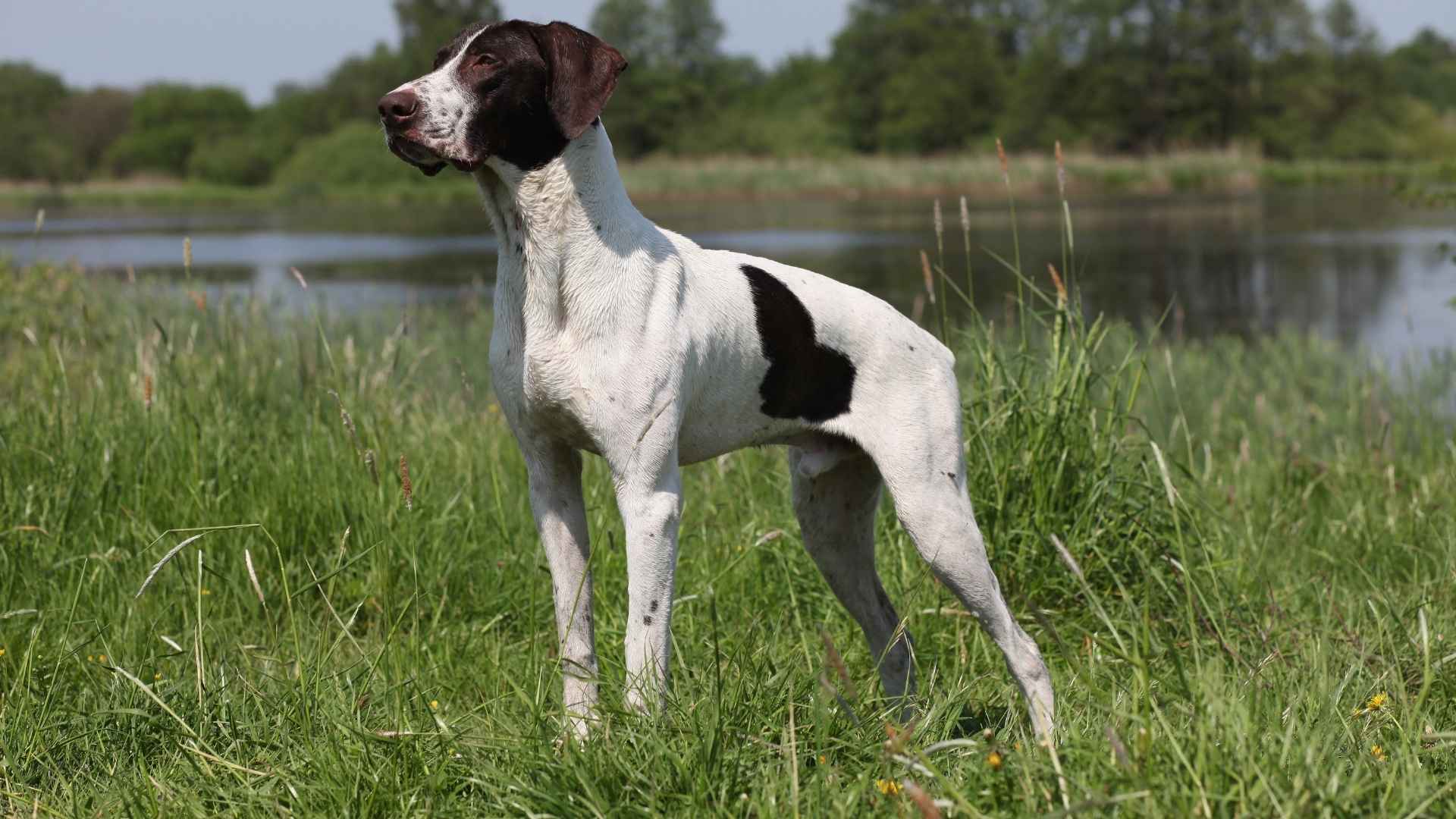 German Shorthaired Pointer