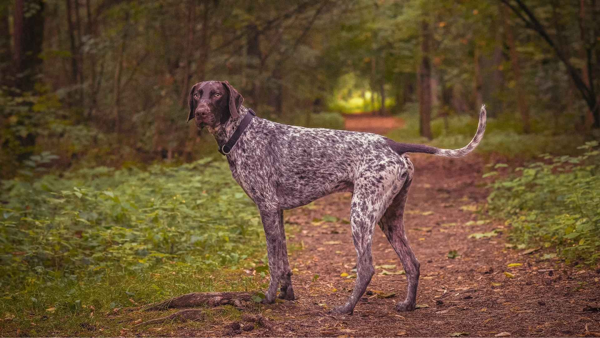 German Shorthaired Pointer