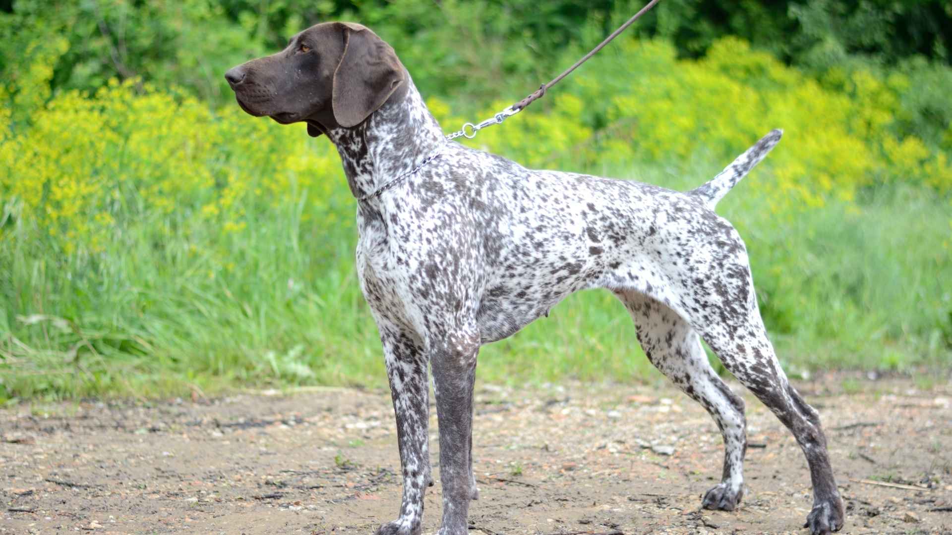 German Shorthaired Pointer