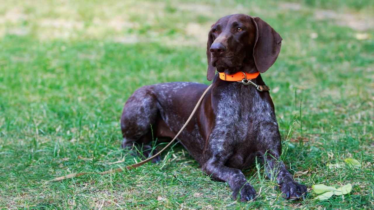 German Shorthaired Pointer