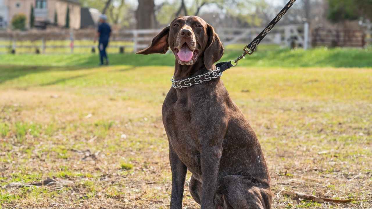 German Shorthaired Pointer