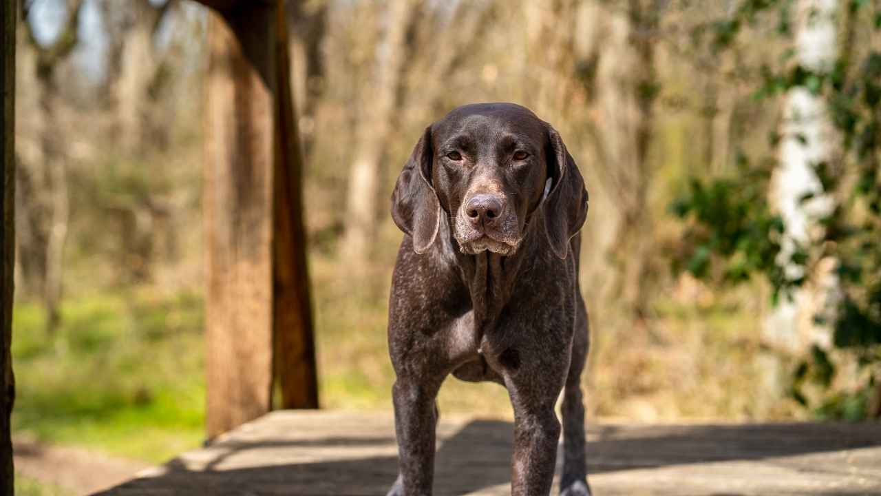 German Shorthaired Pointer