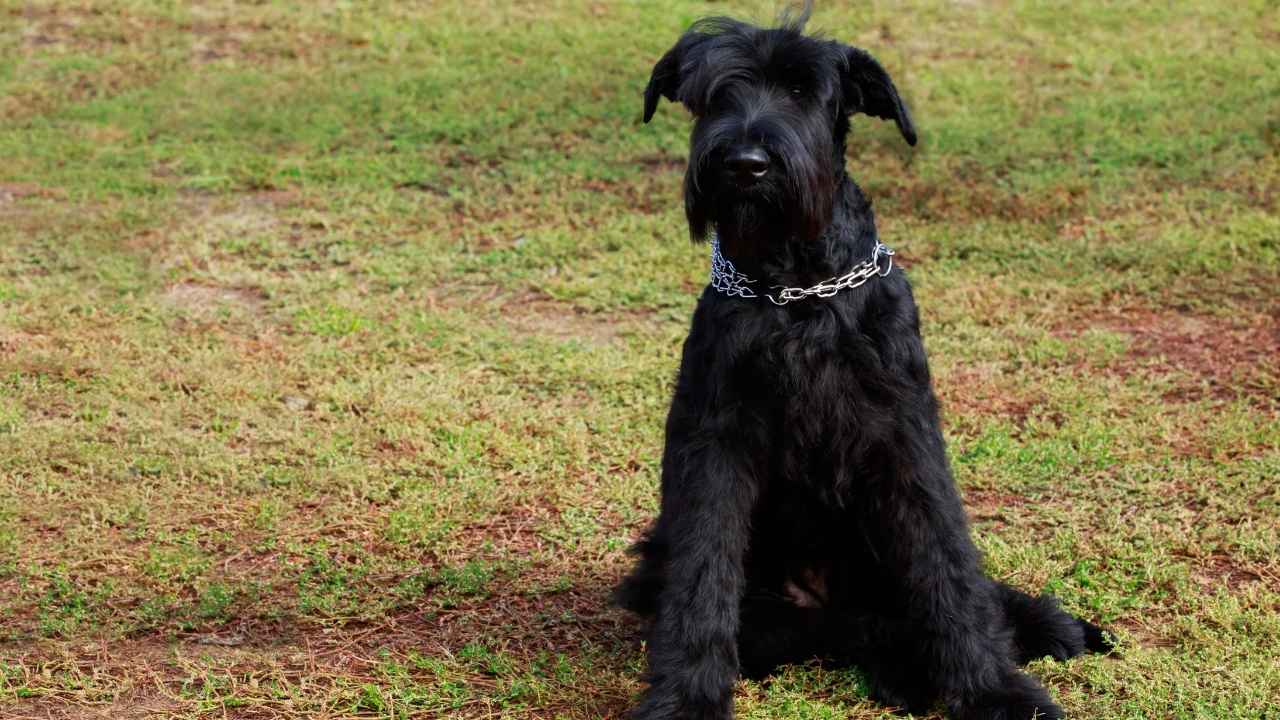 Giant Schnauzer