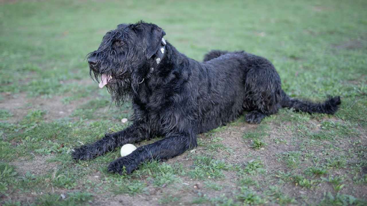 Giant Schnauzer