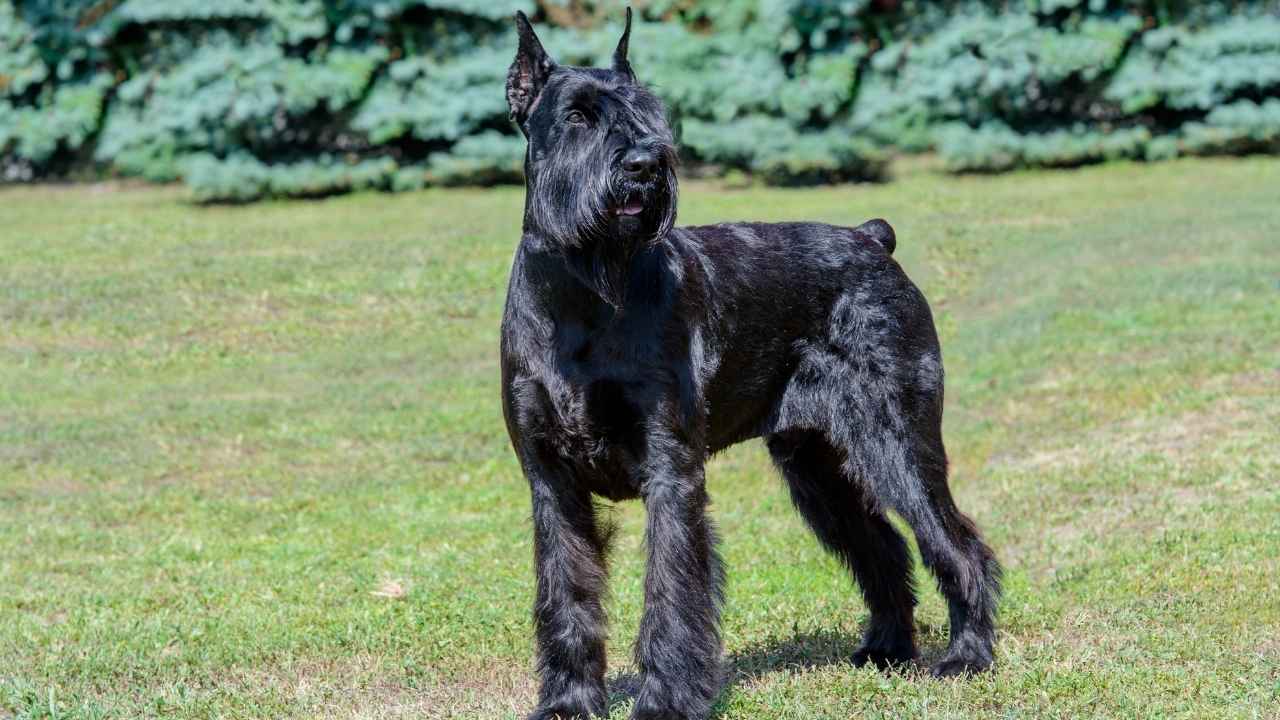 Giant Schnauzer