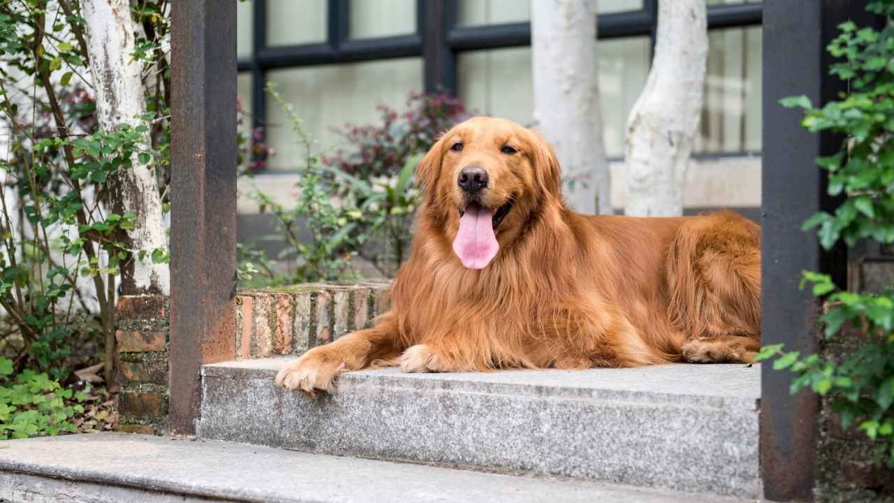 Golden Retriever