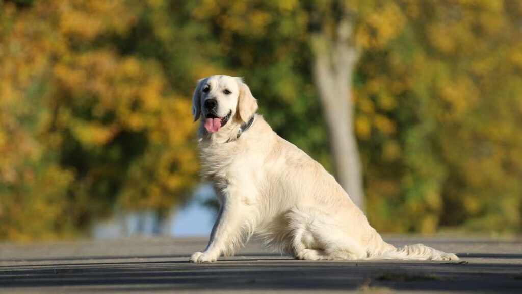 Golden Retrievers 