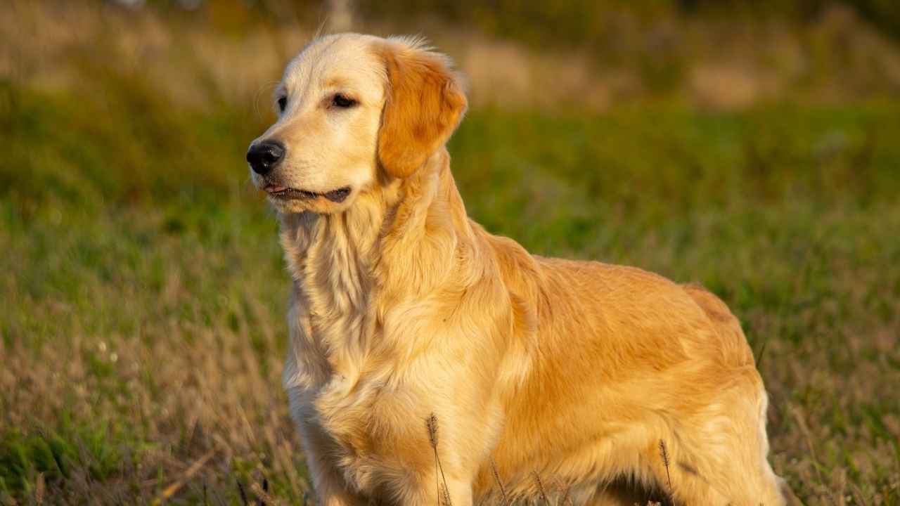 Golden Retriever