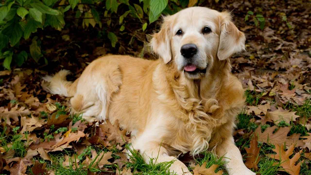 Golden Retriever