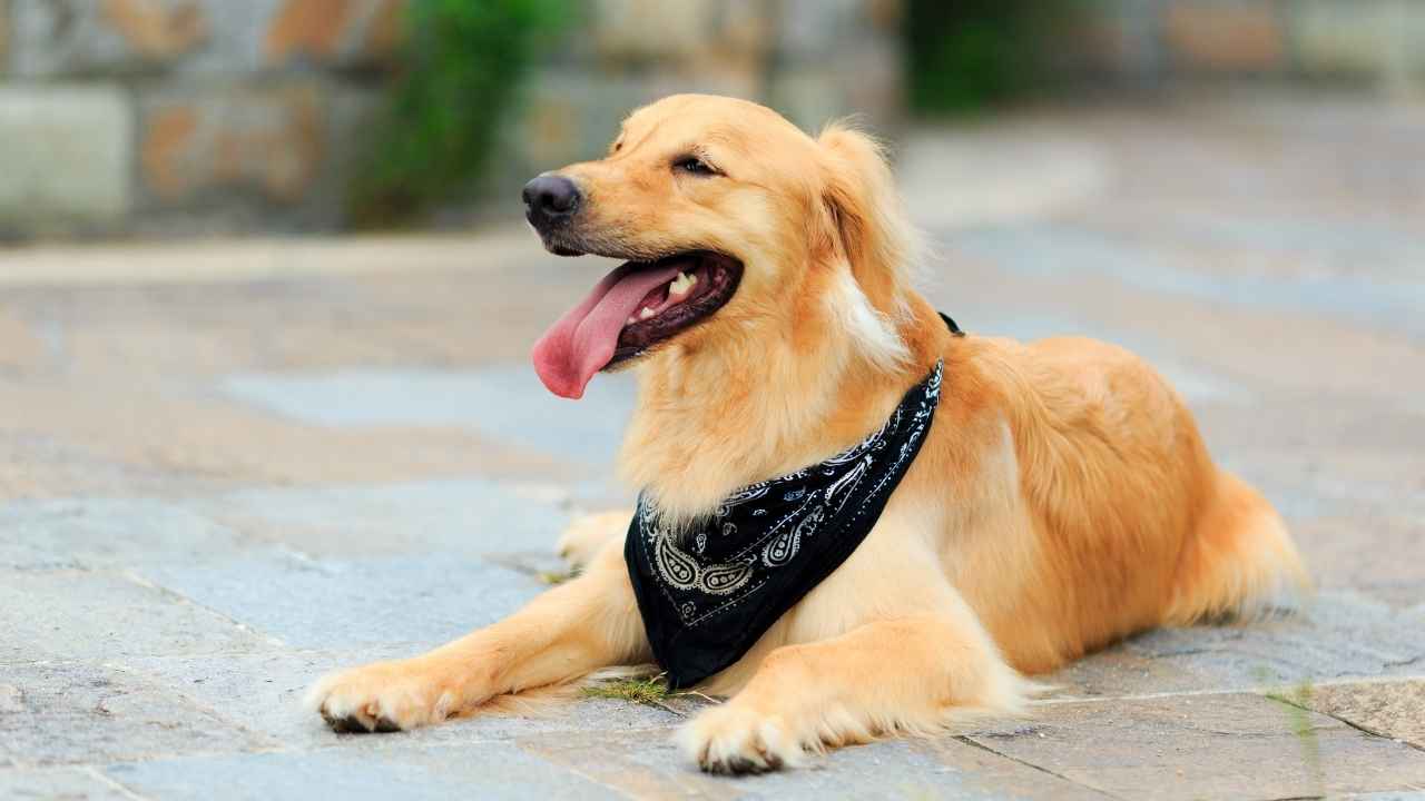 Golden Retriever