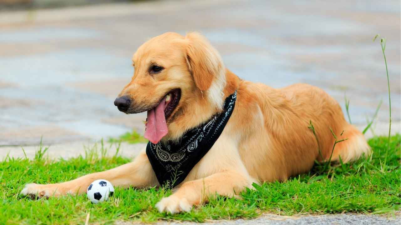 Golden Retriever