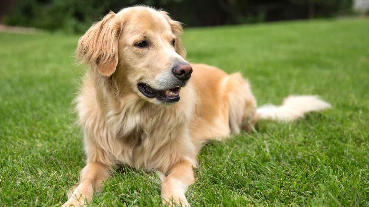 Golden Retriever