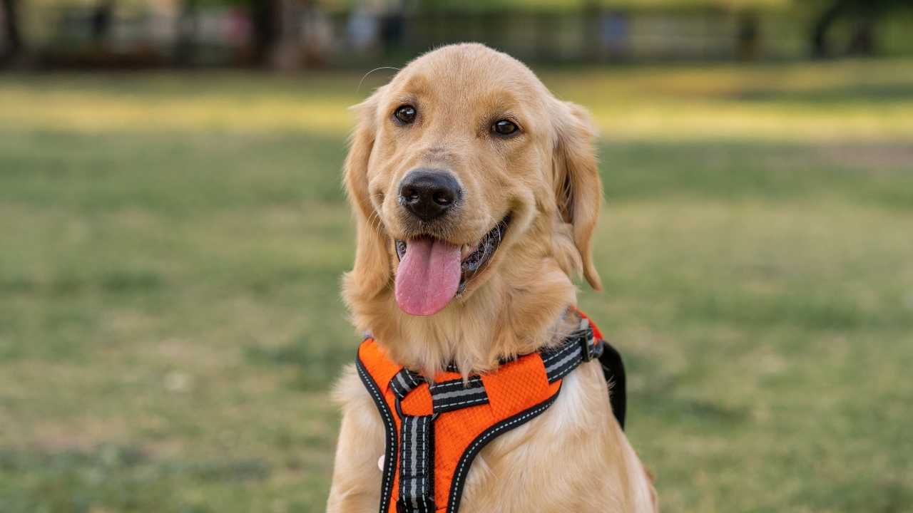 Golden Retriever