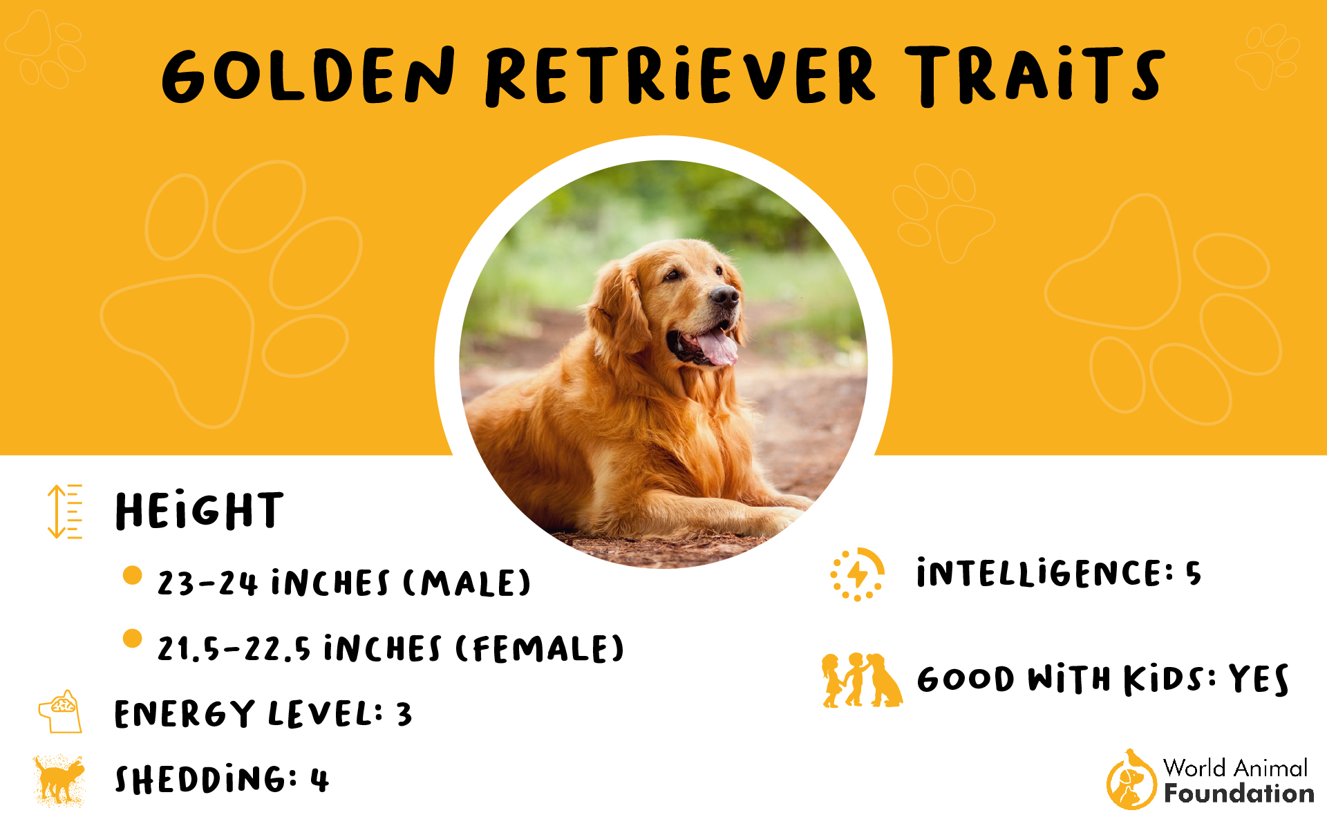 Golden Retriever Traits-01