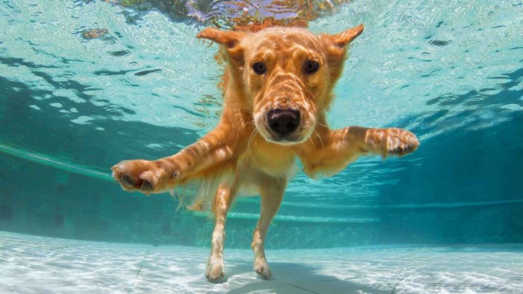 Golden Retrievers Love to Swim