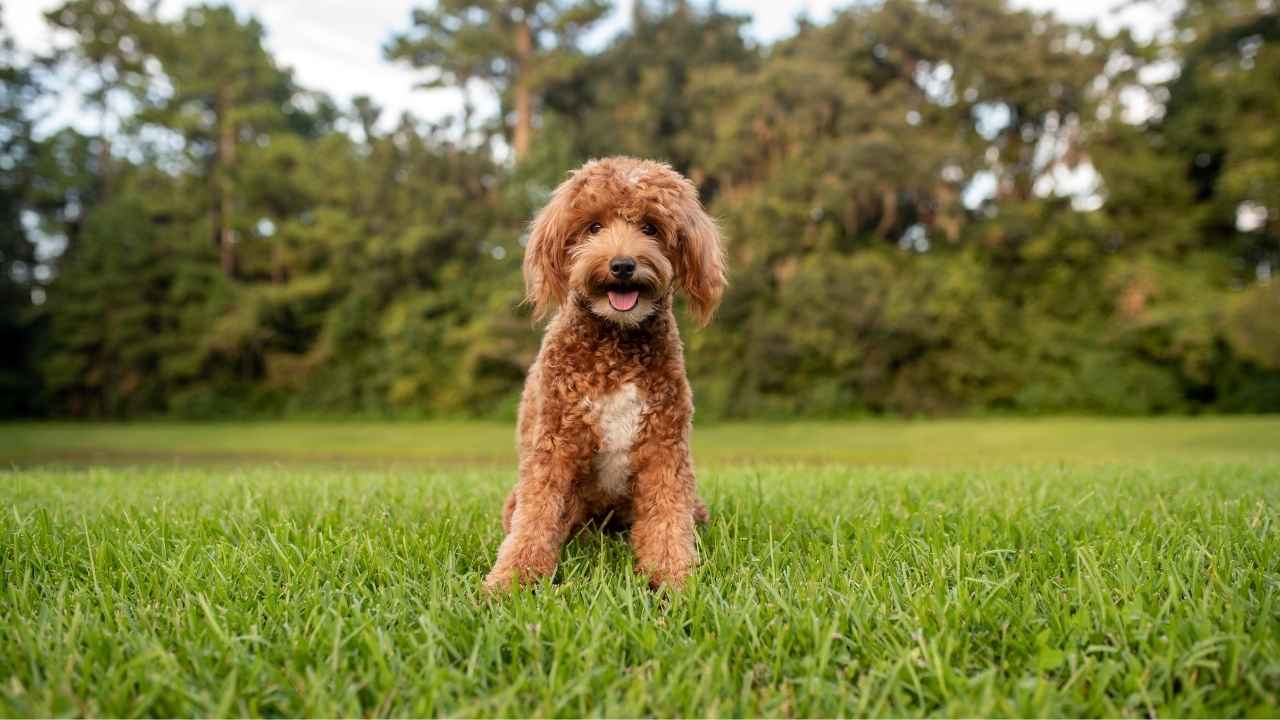 Goldendoodle