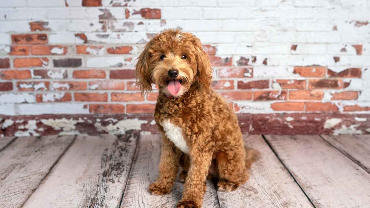 Goldendoodle