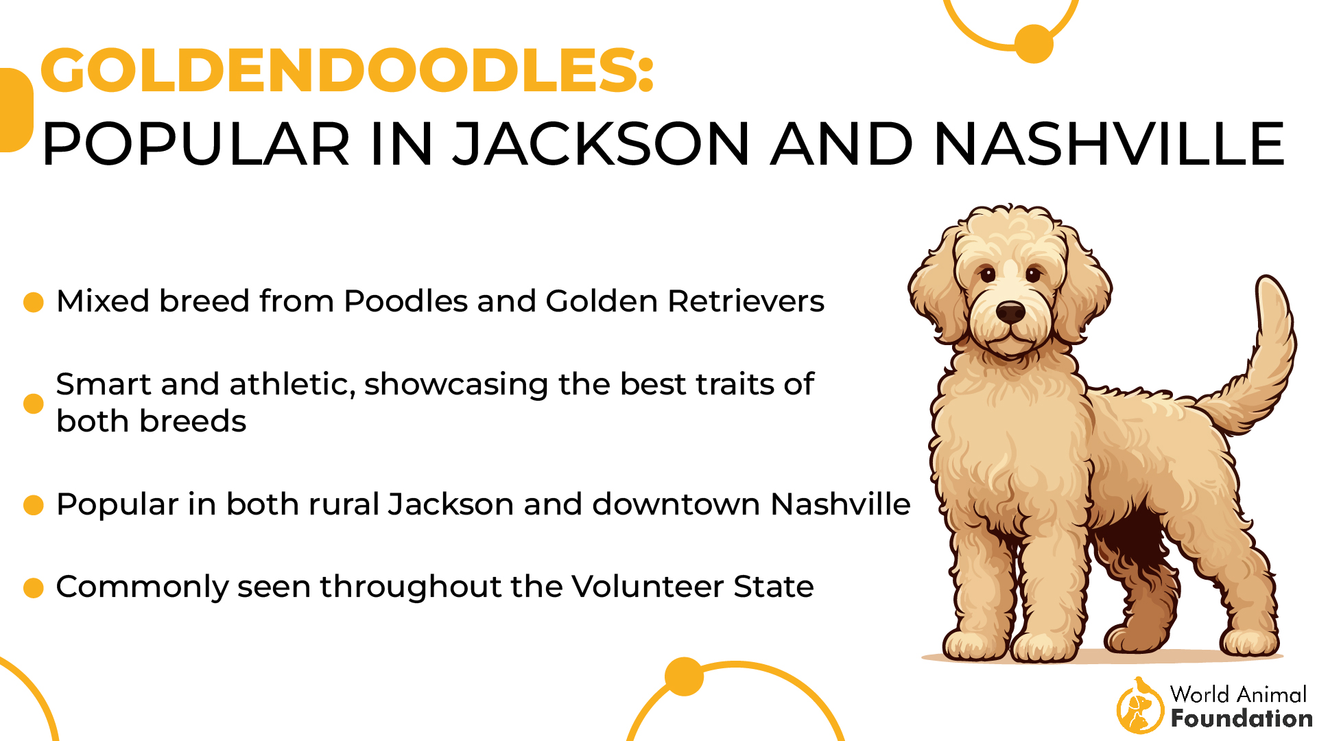 Goldendoodles Popular in Jackson and Nashville-01