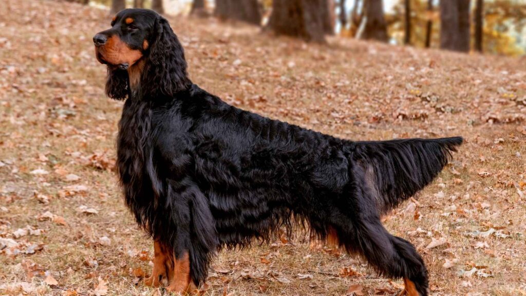 Gordon Setter