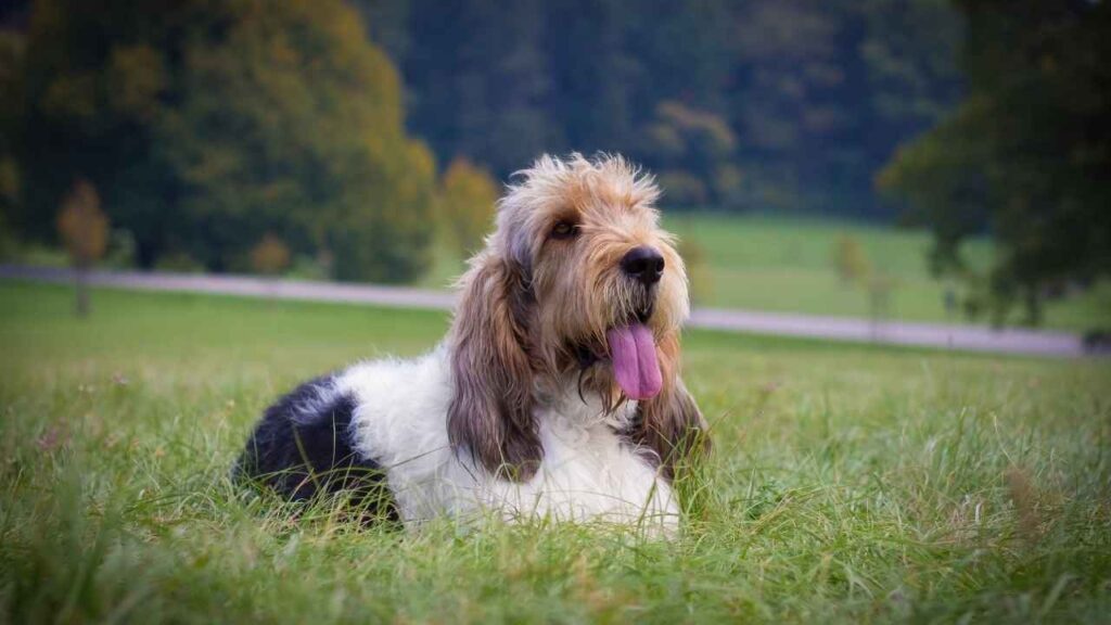 Grand Basset Griffon