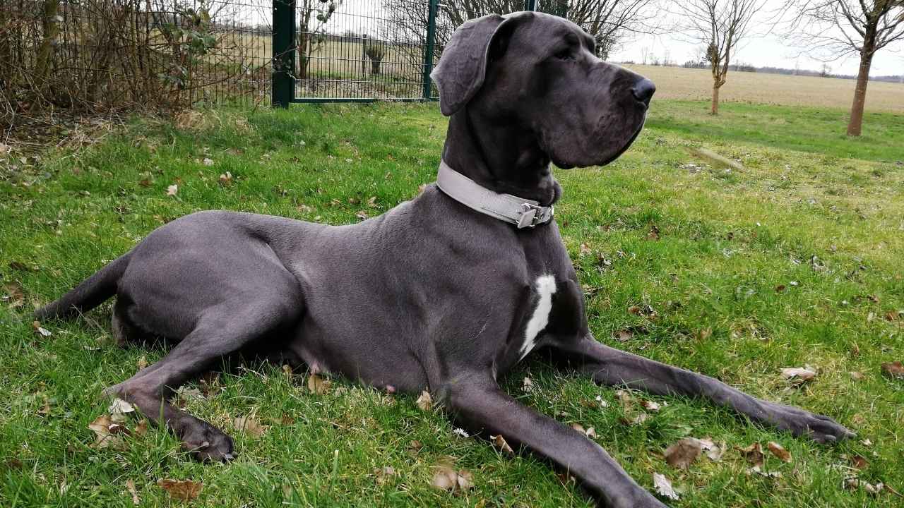 Great Dane