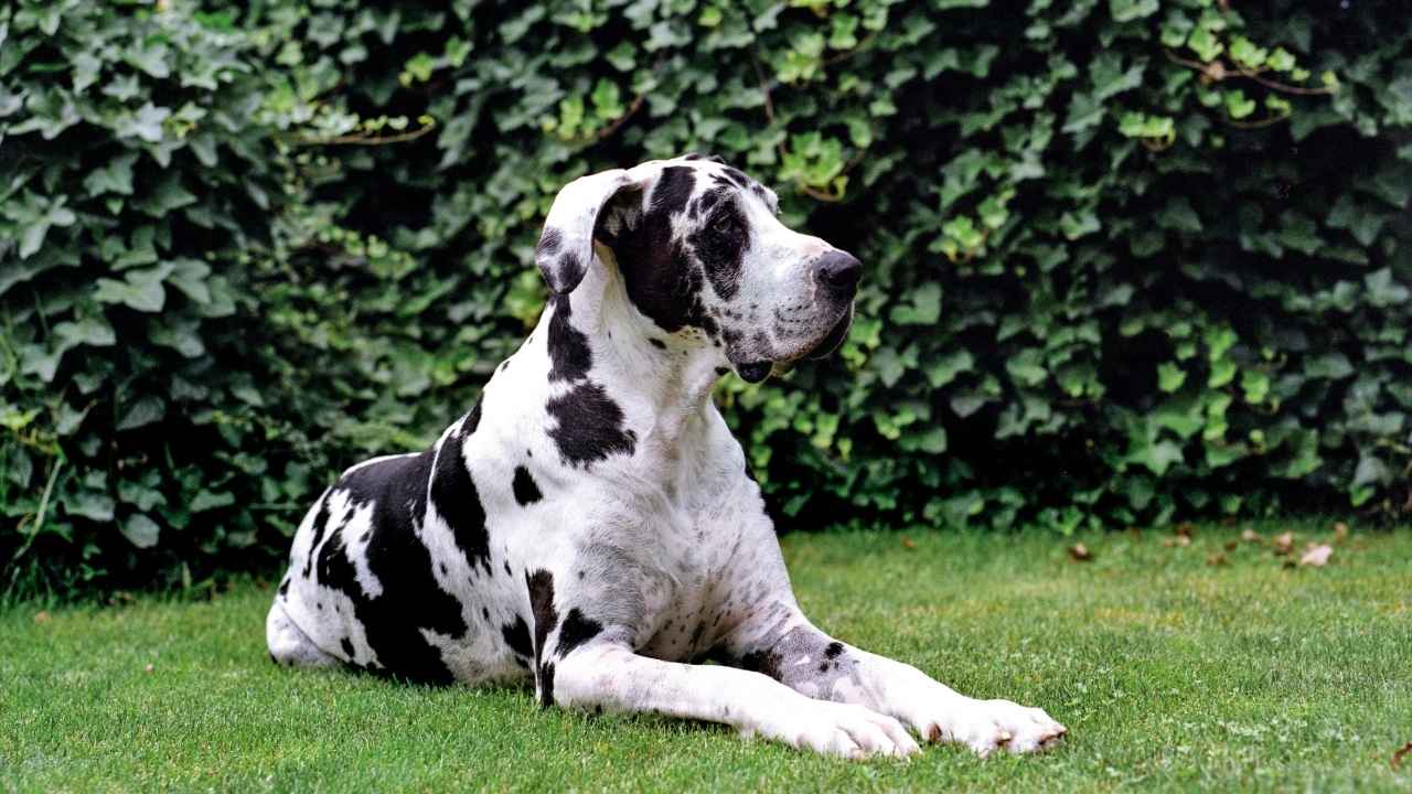 Great Dane