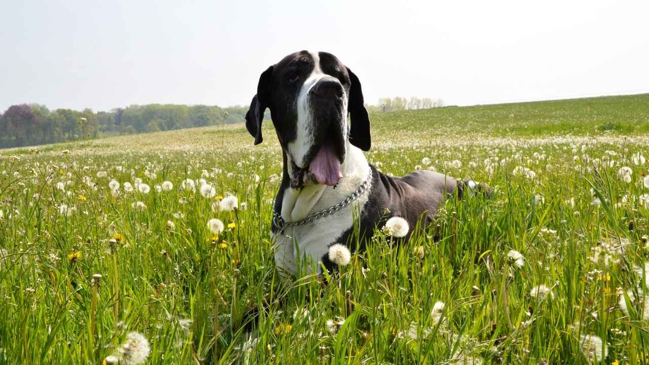 Great Dane