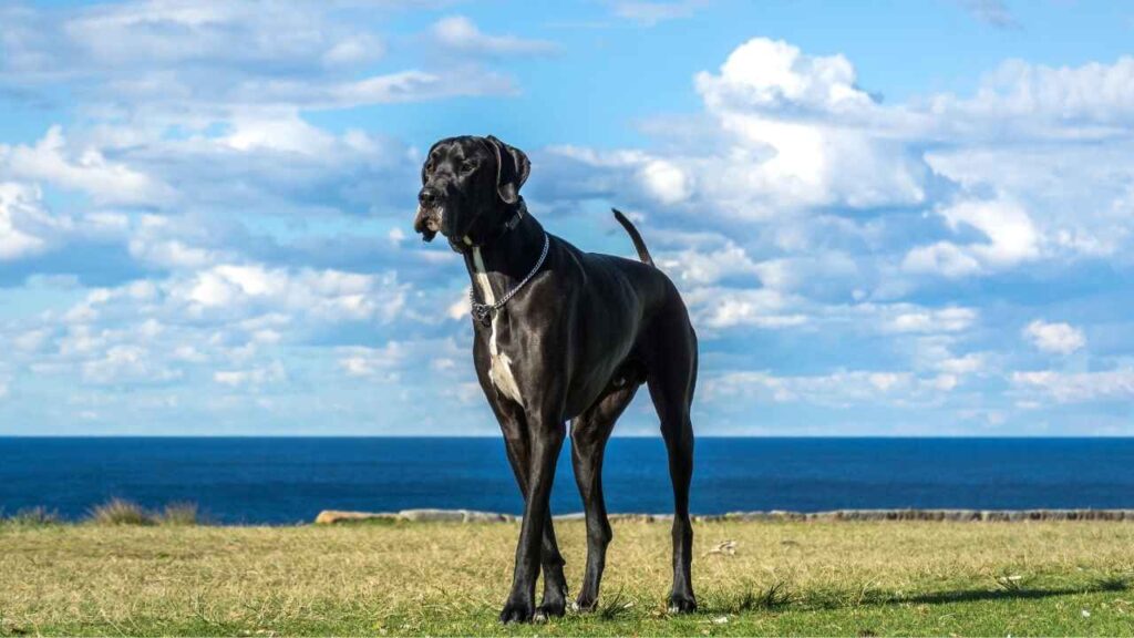 Great-Dane