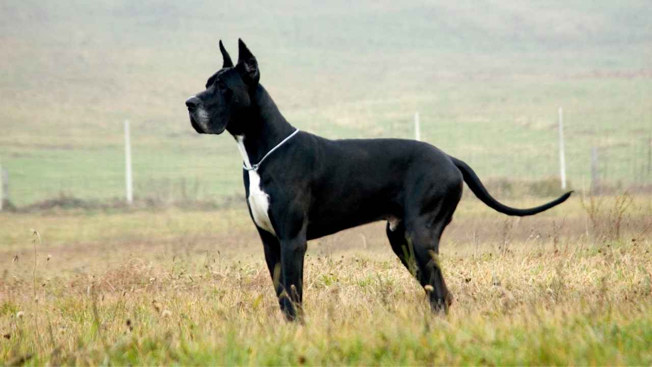 Great Dane