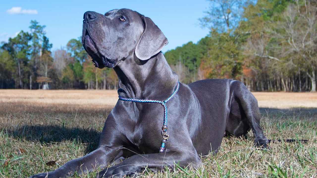 Great Dane