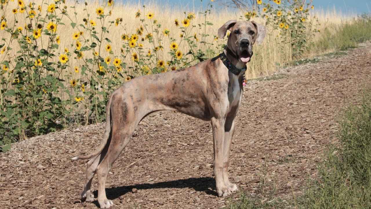 Great Dane