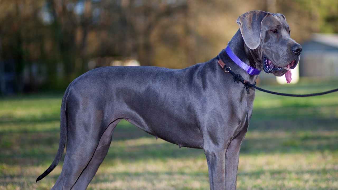 Great Dane