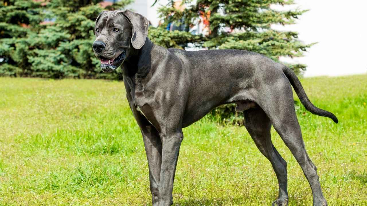 Great Dane