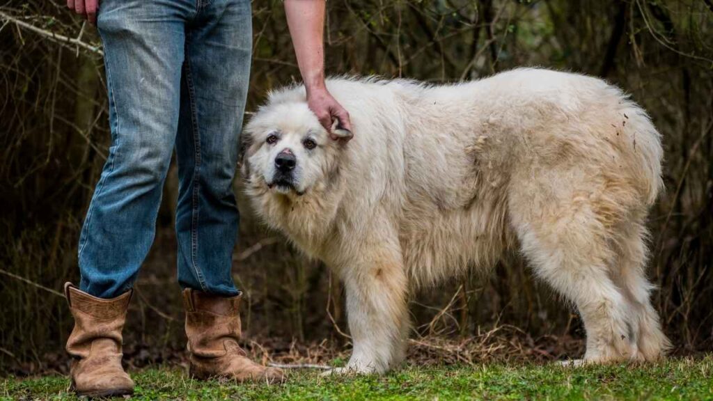 Great Pyrenees owner