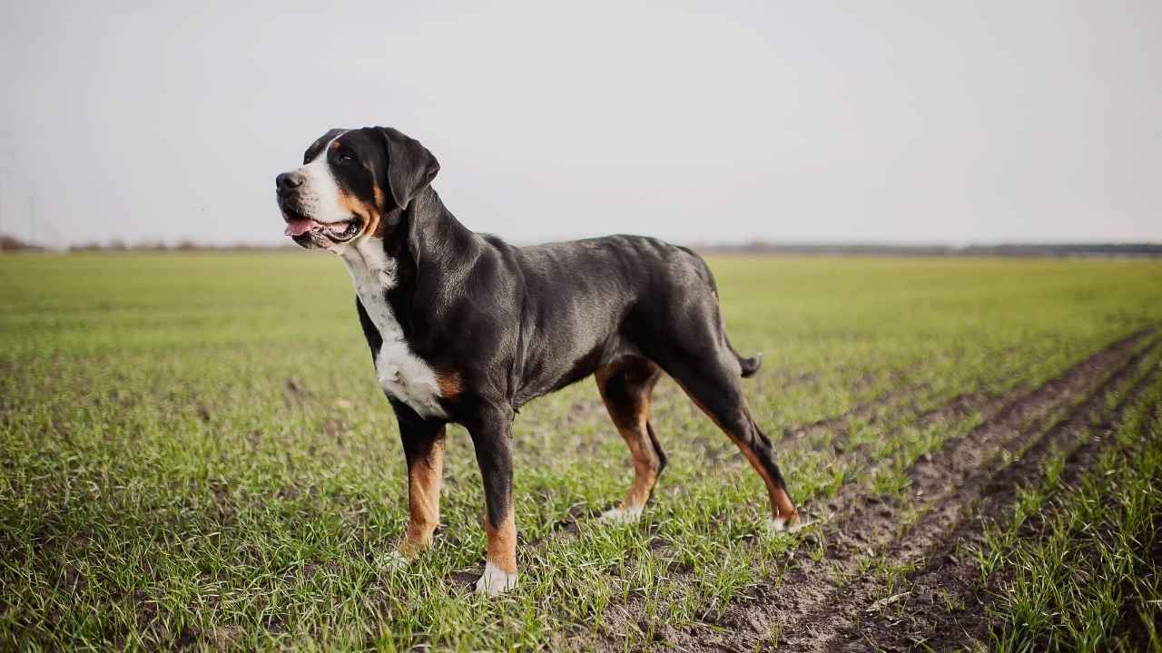 Greater Swiss Mountain Dog