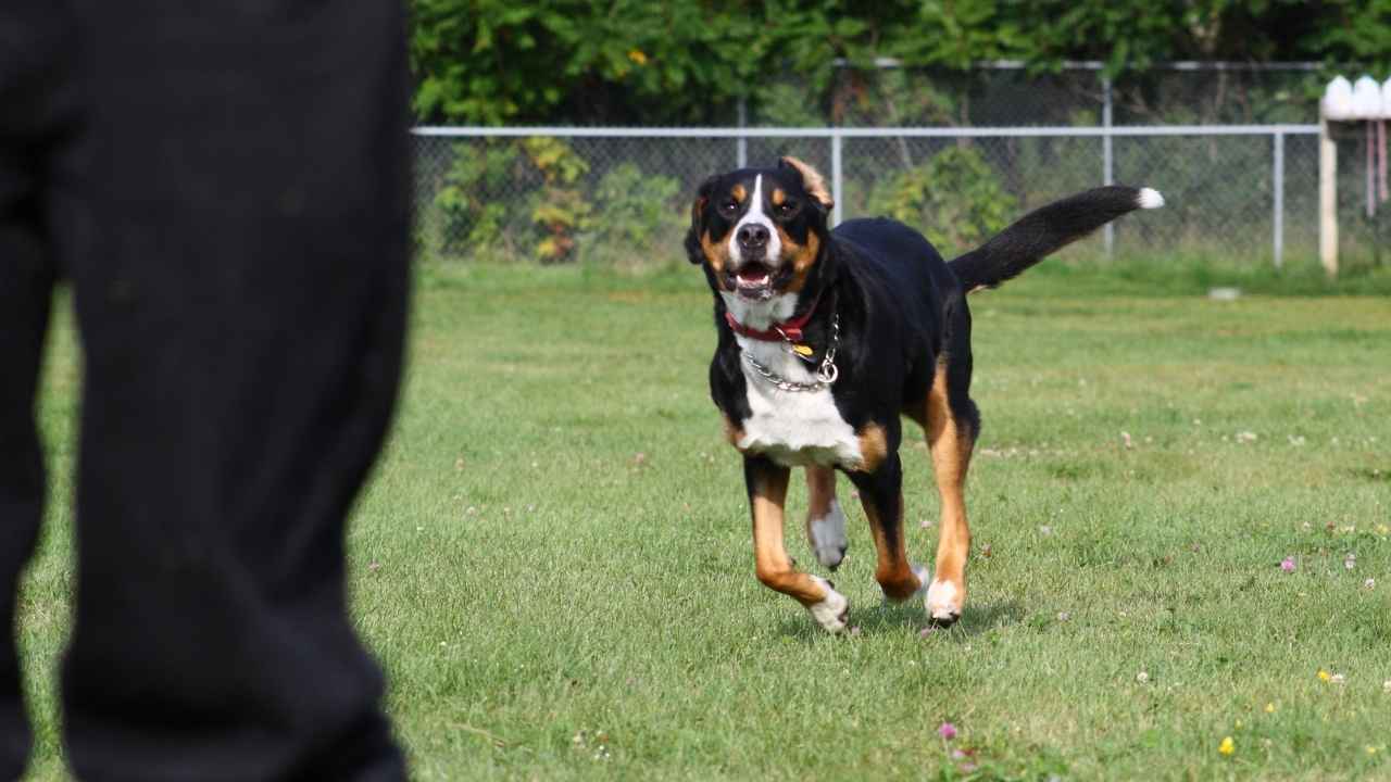 Greater Swiss Mountain Dog